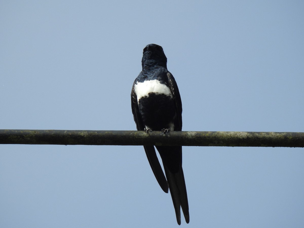 White-banded Swallow - Justin Harris