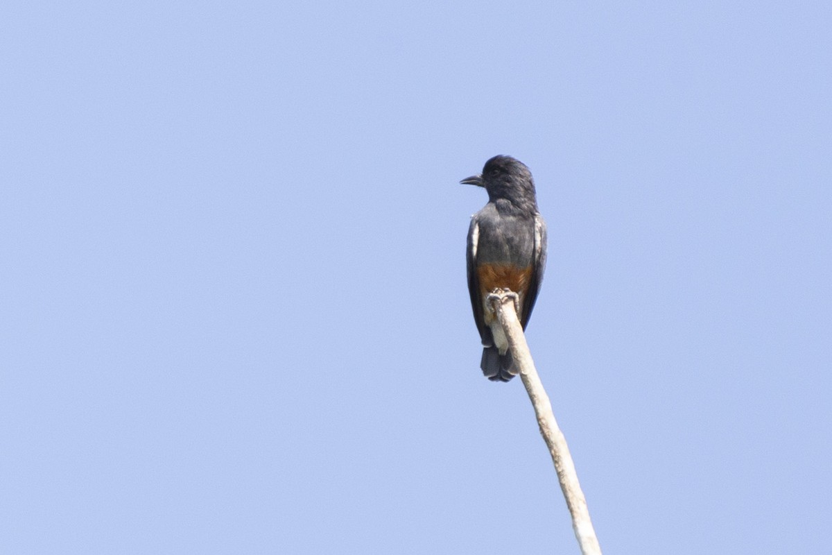 Swallow-winged Puffbird - Steven Dammer