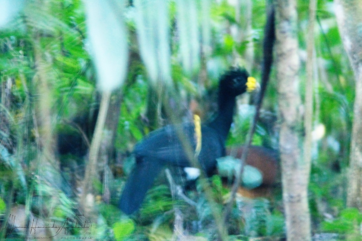 Great Curassow - Manuel de Jesus Hernandez Ancheita