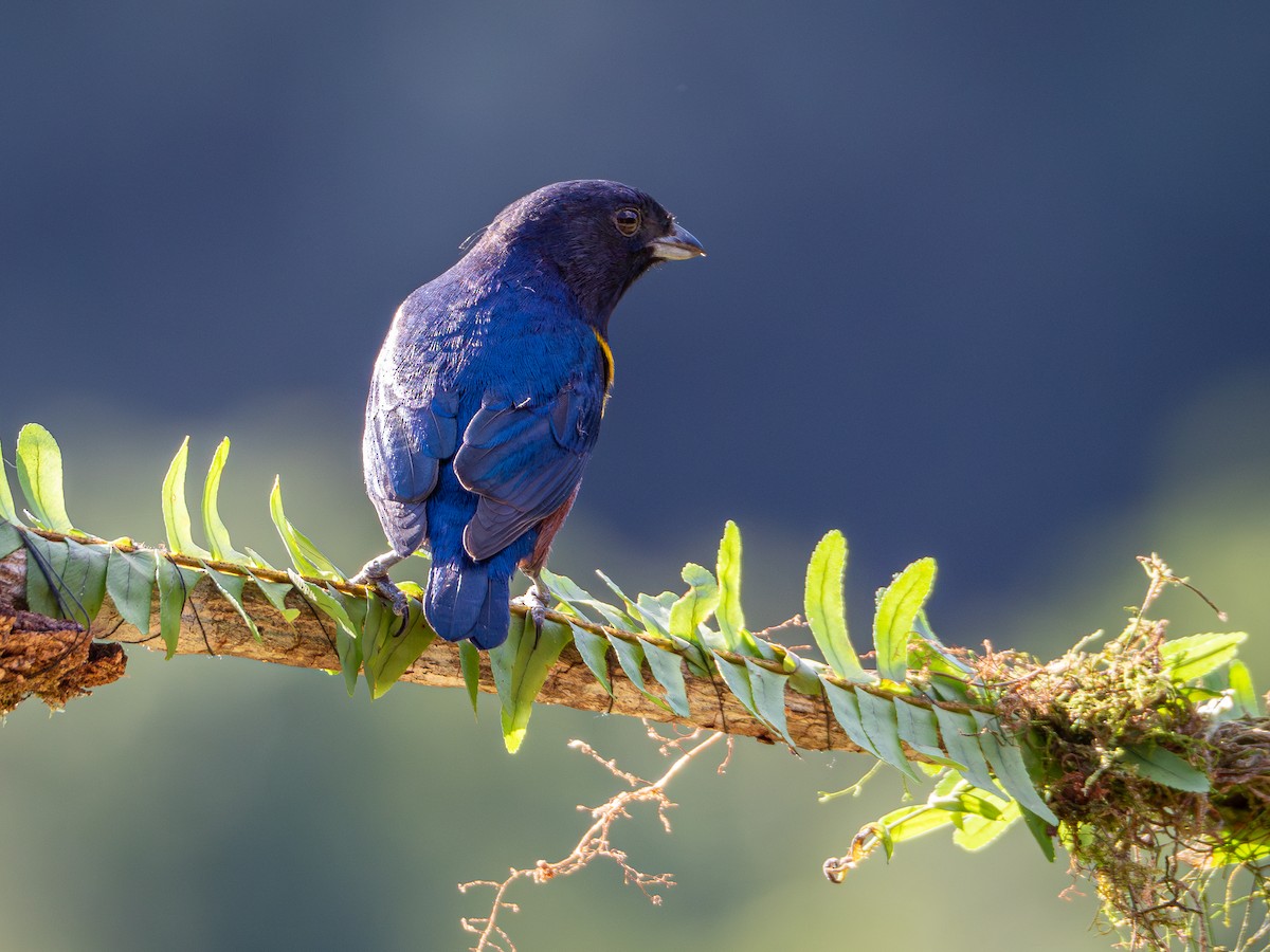 Chestnut-bellied Euphonia - Vitor Rolf Laubé