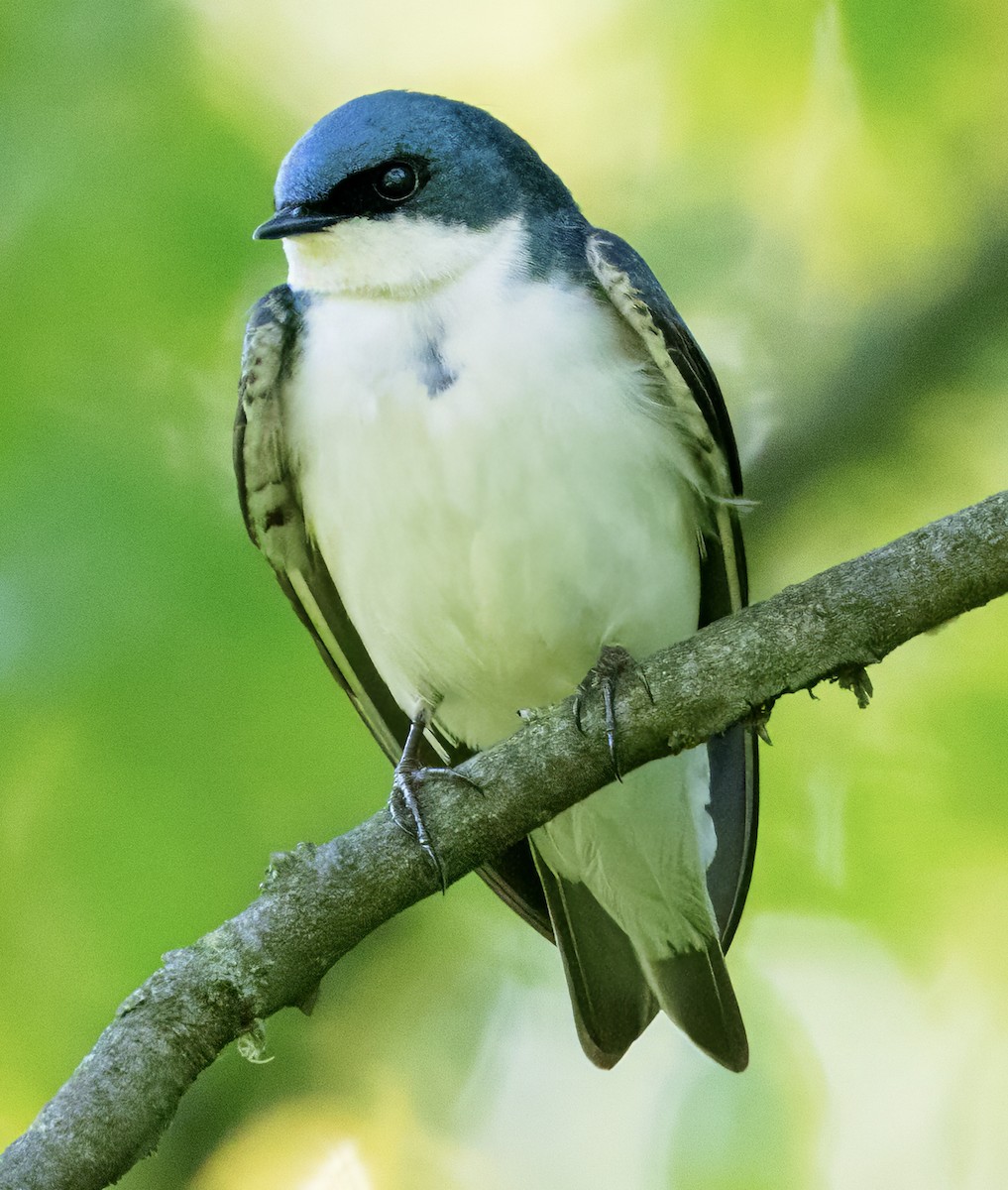 Tree Swallow - Scott Young