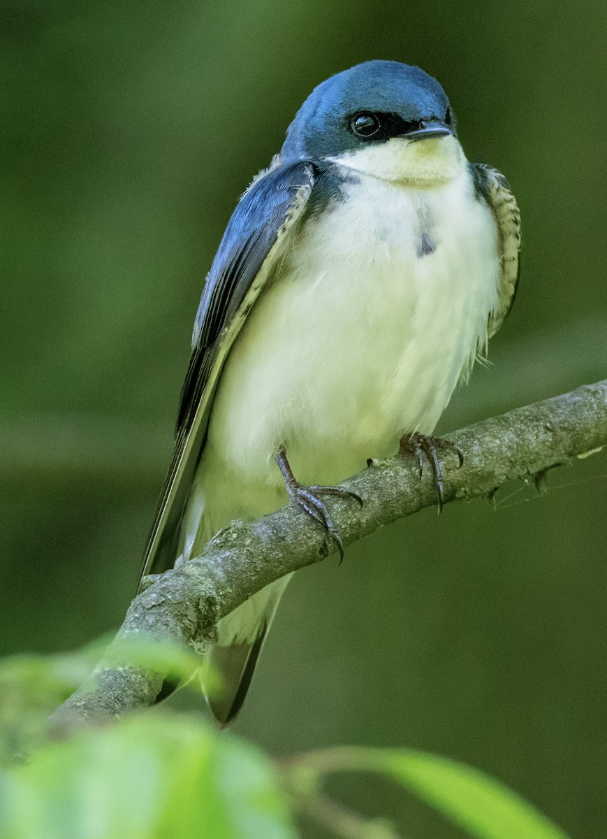 Tree Swallow - Scott Young
