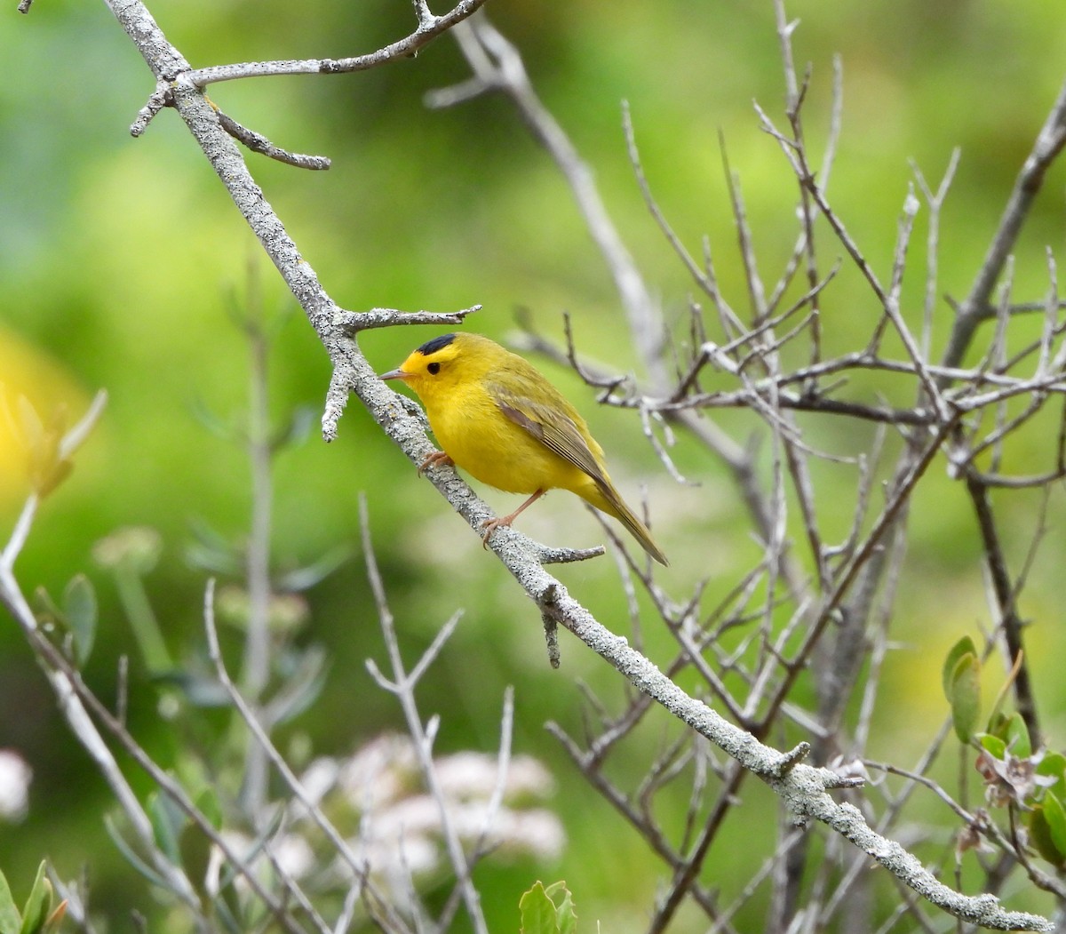 Wilson's Warbler - Michelle Haglund