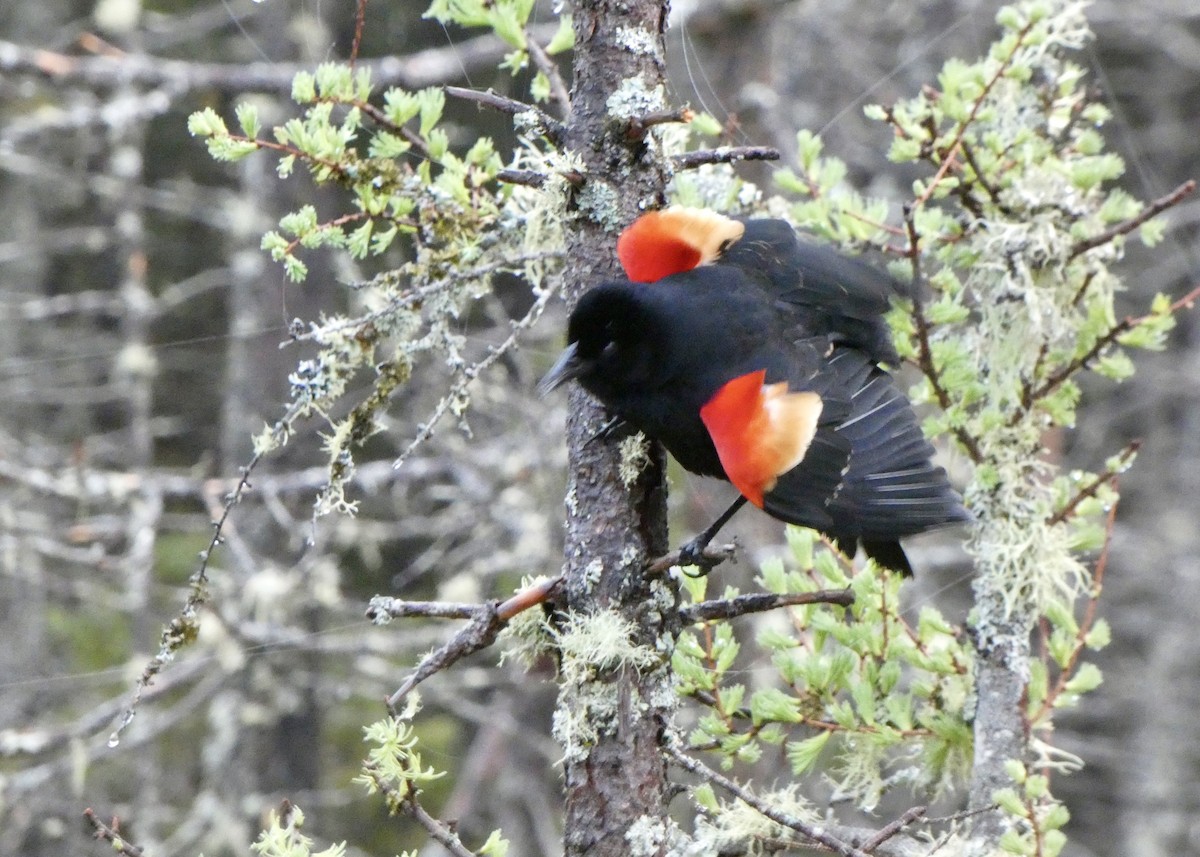 Red-winged Blackbird - Jon D. Erickson