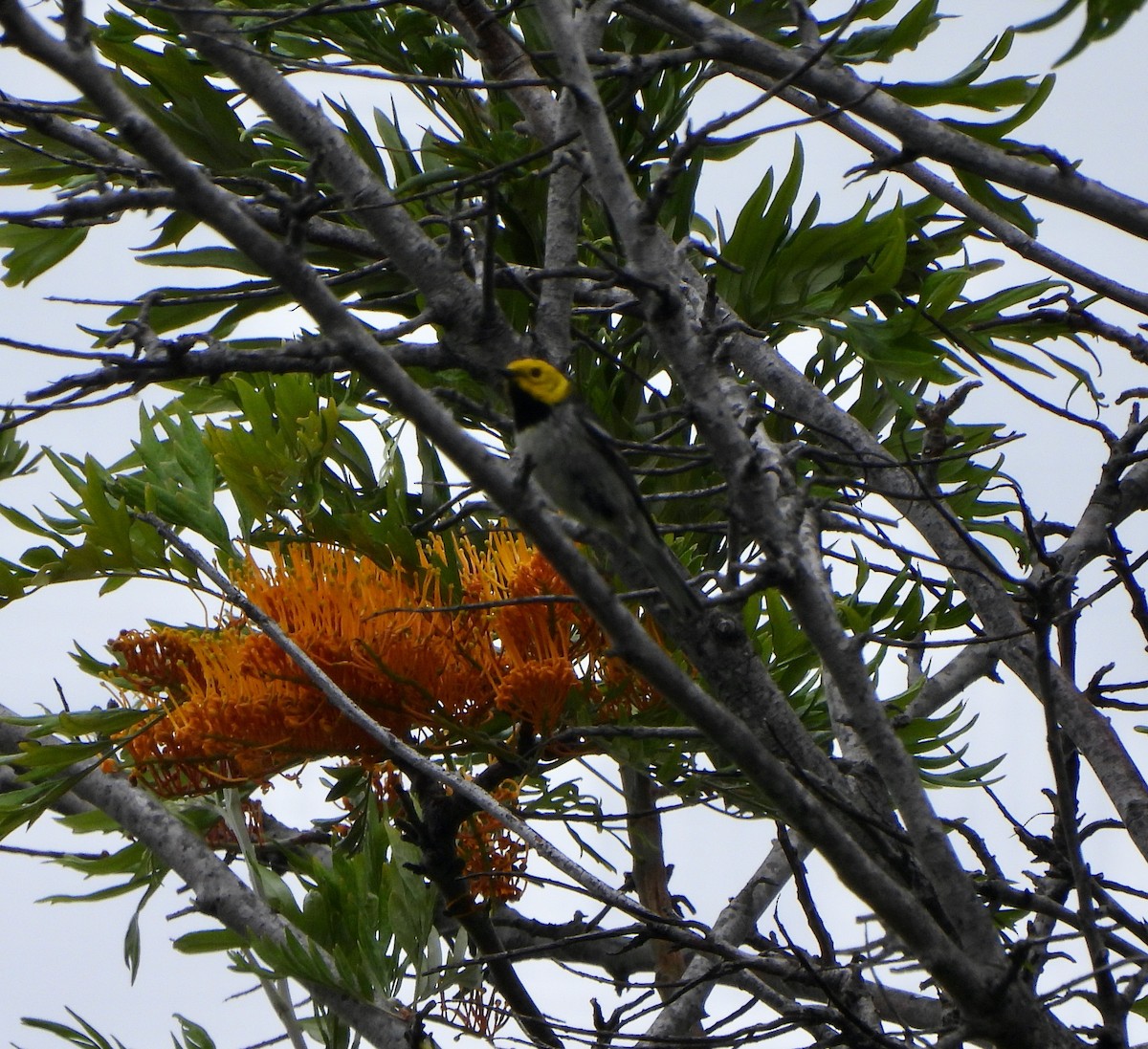 Hermit Warbler - Michelle Haglund