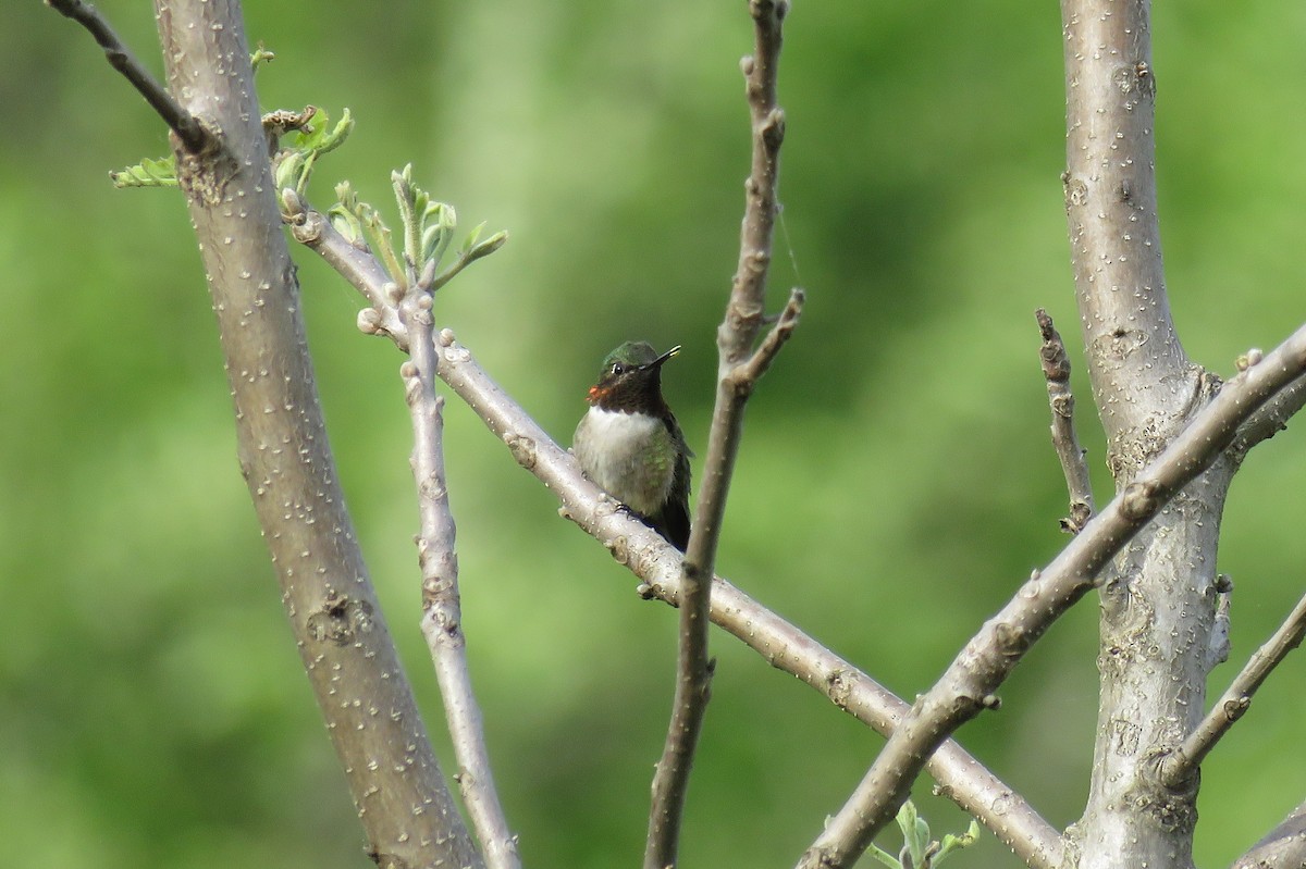 Ruby-throated Hummingbird - ML619139393