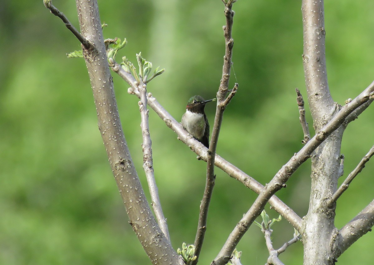 Ruby-throated Hummingbird - ML619139395