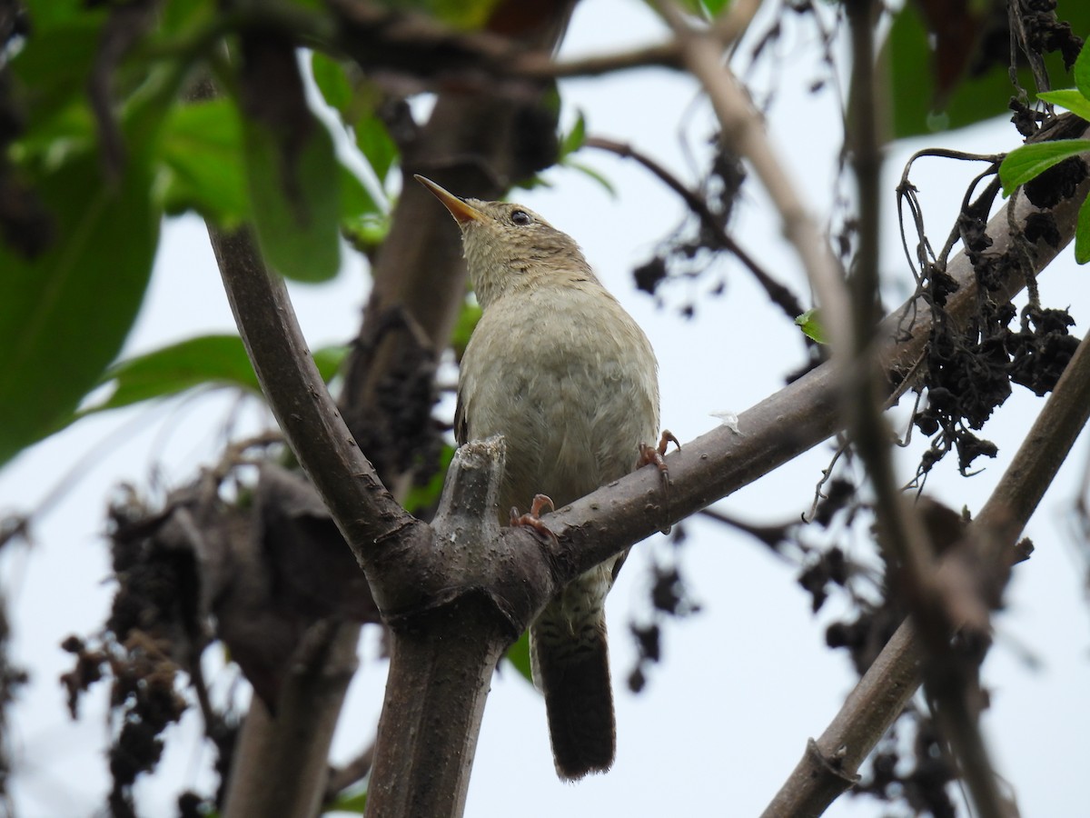 House Wren - ML619139396