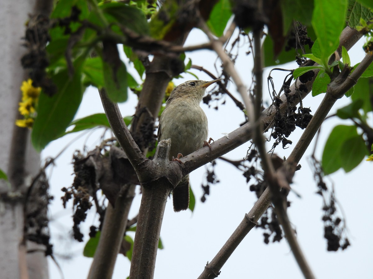 House Wren - ML619139397