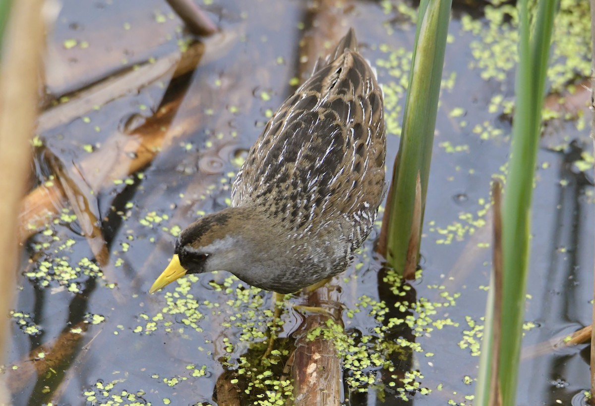 Polluela Sora - ML619139415