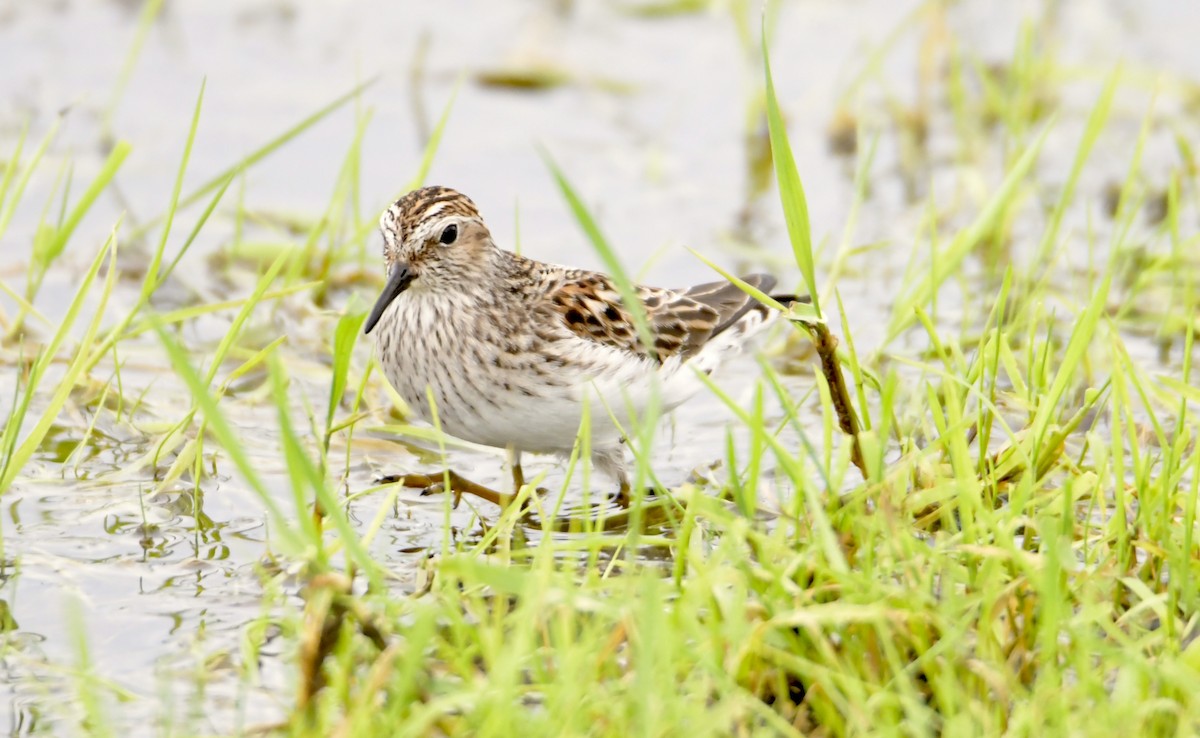 Least Sandpiper - Peter Ferrera