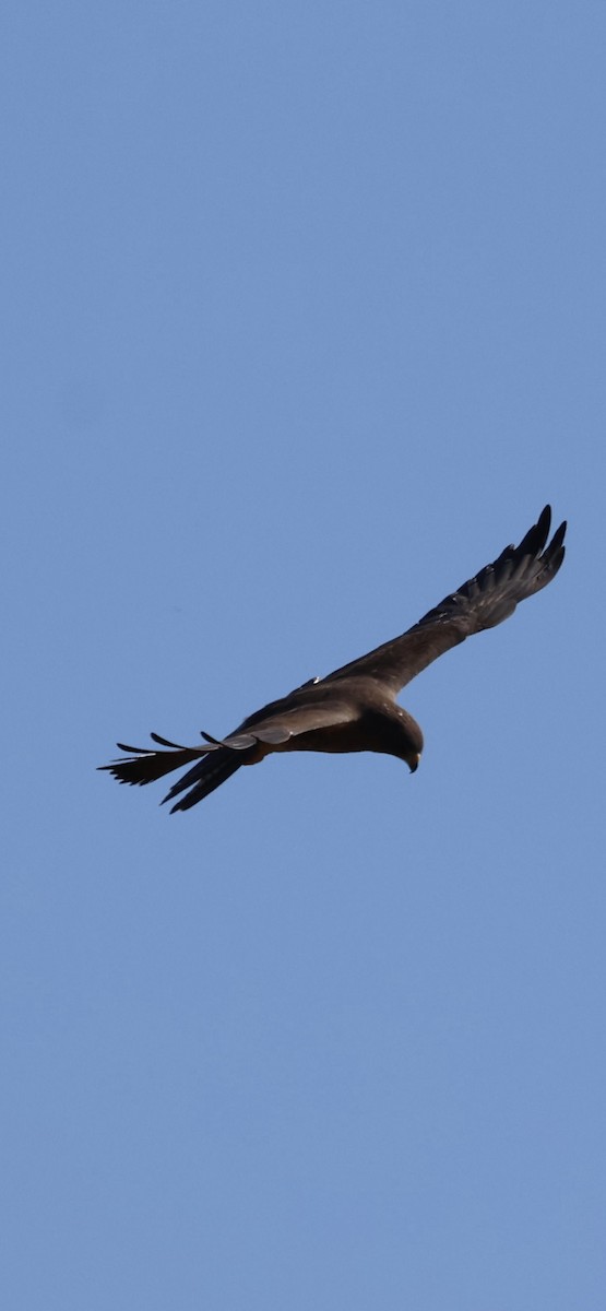 Swainson's Hawk - Tobias Felbeck