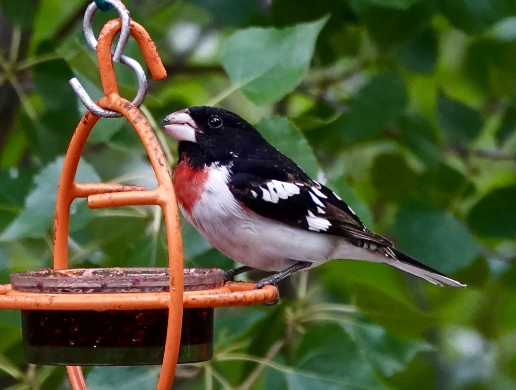 Rose-breasted Grosbeak - Rick Taylor