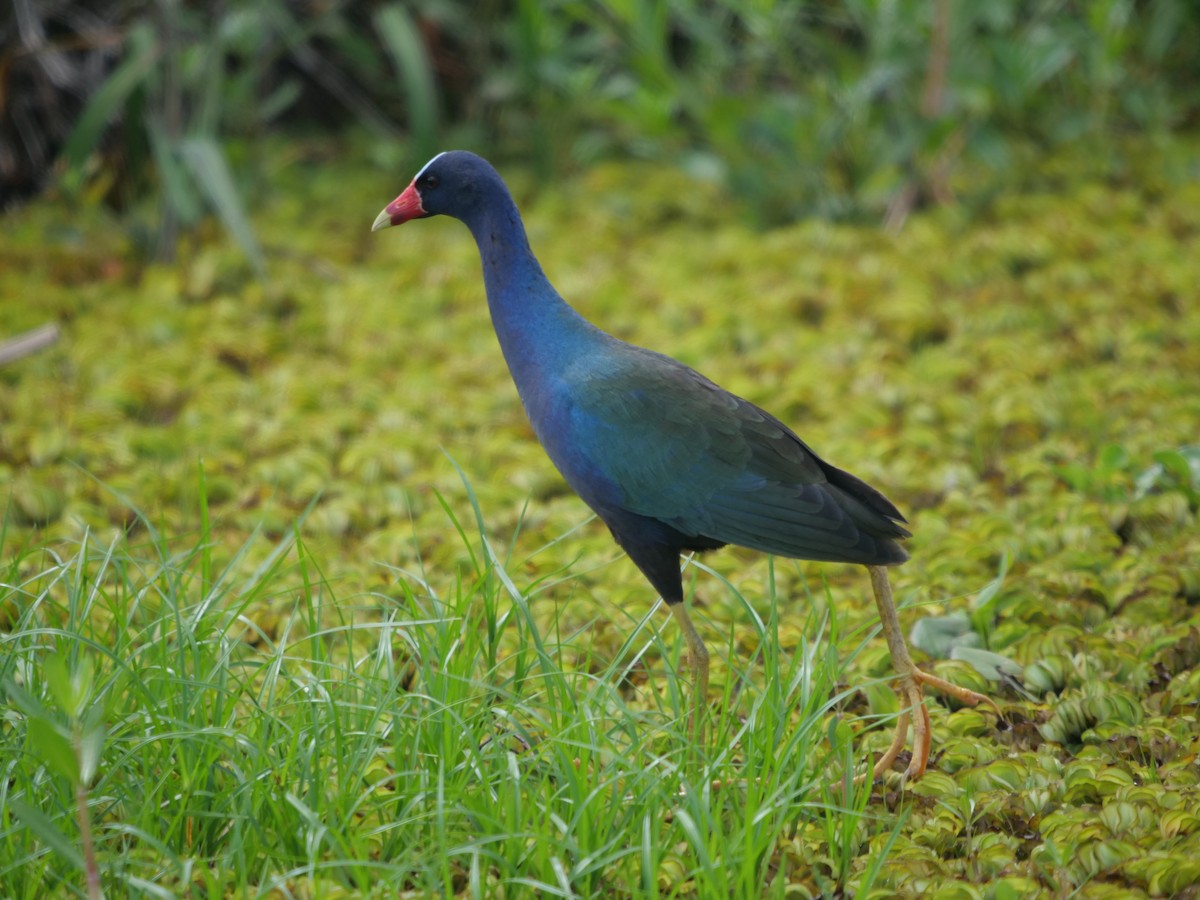 Purple Gallinule - ML619139469