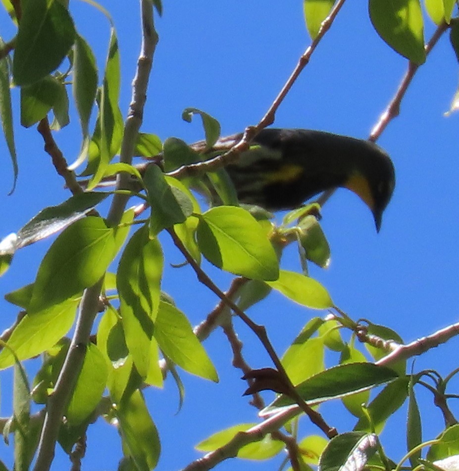 Yellow-rumped Warbler (Audubon's) - Catherine Hagen