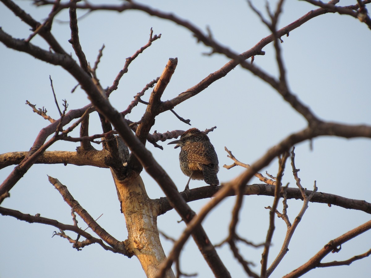 Cactus Wren - Grecia Alamilla