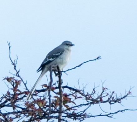 Northern Mockingbird - Hoeckman's Wildlife