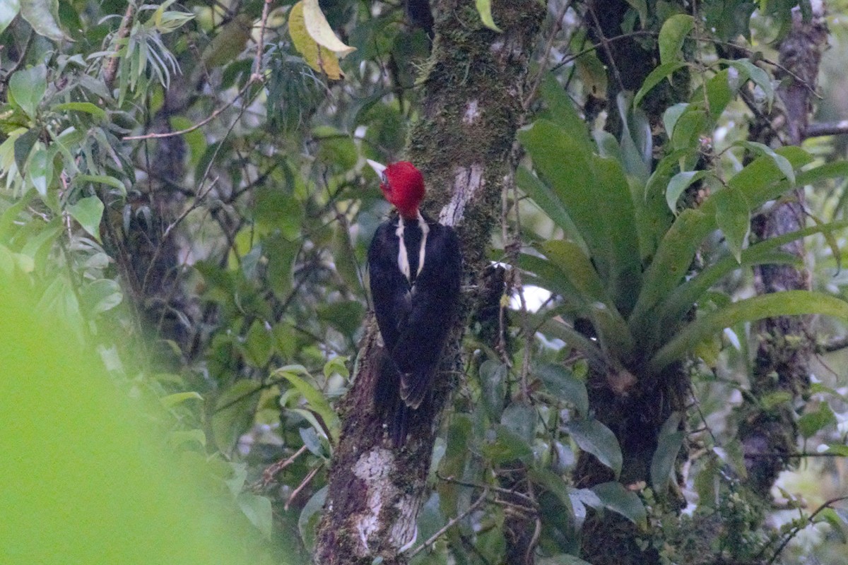 Pale-billed Woodpecker - Alexandra Barath