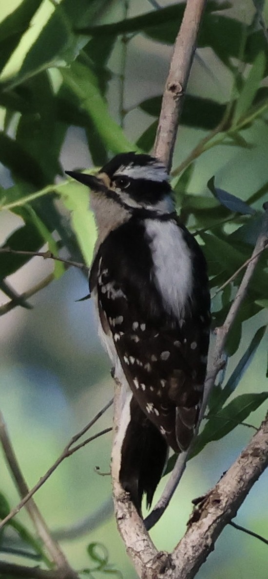 Downy Woodpecker - Tobias Felbeck