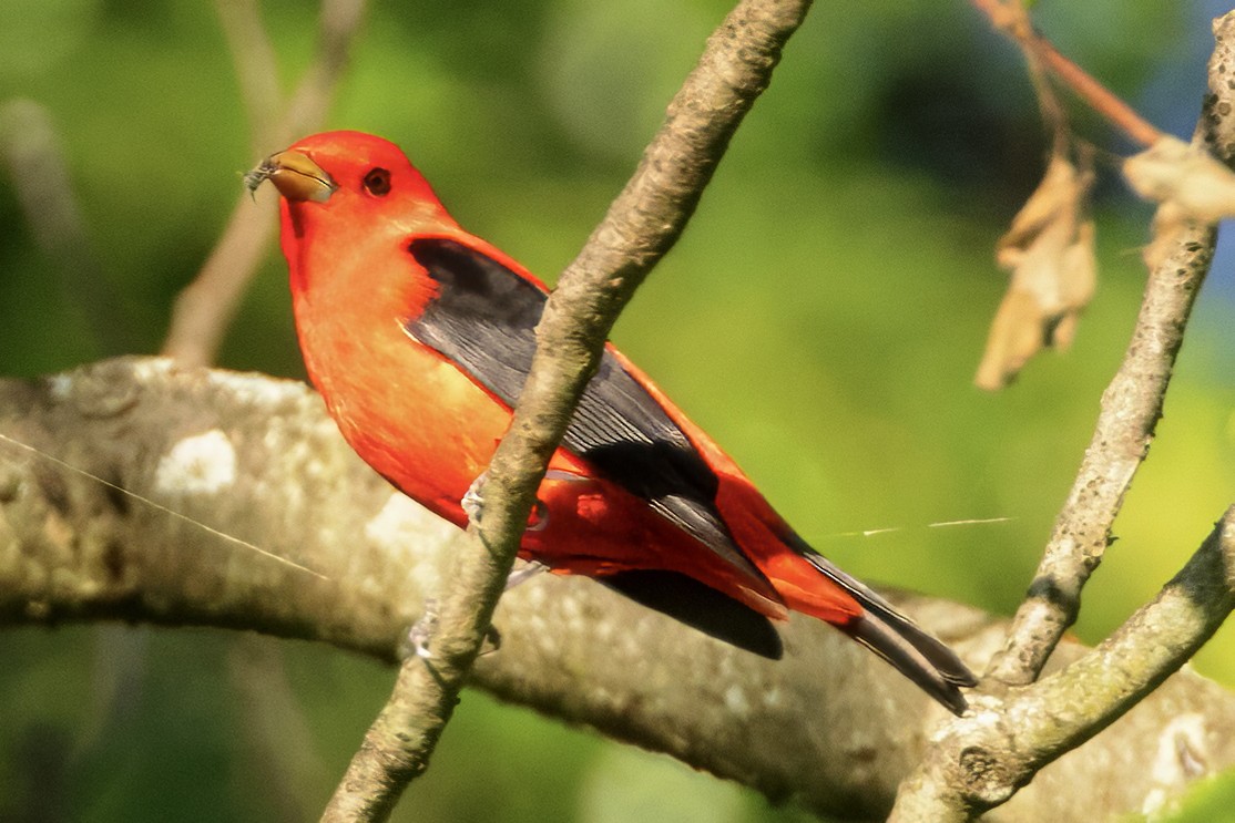 Scarlet Tanager - Scott Young