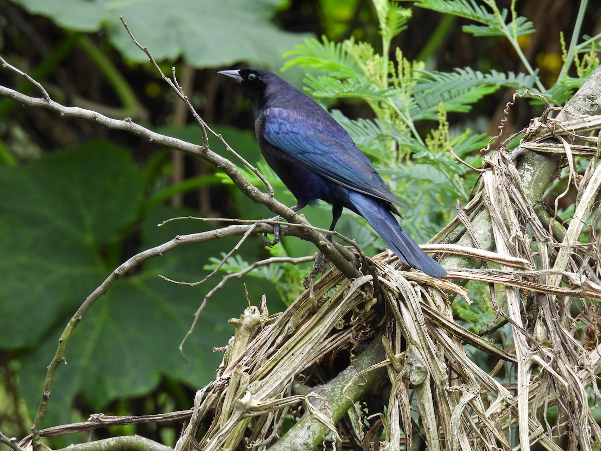 Shiny Cowbird - Harley Gómez Ramírez