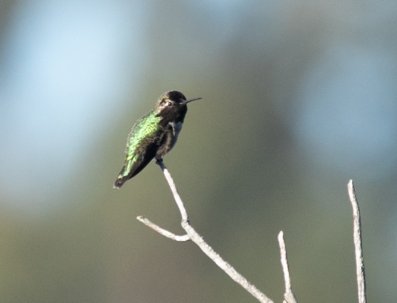 Anna's Hummingbird - ML619139564