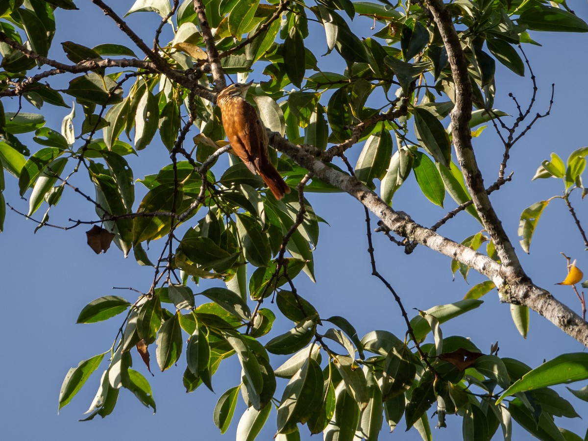 Streaked Xenops - Vitor Rolf Laubé