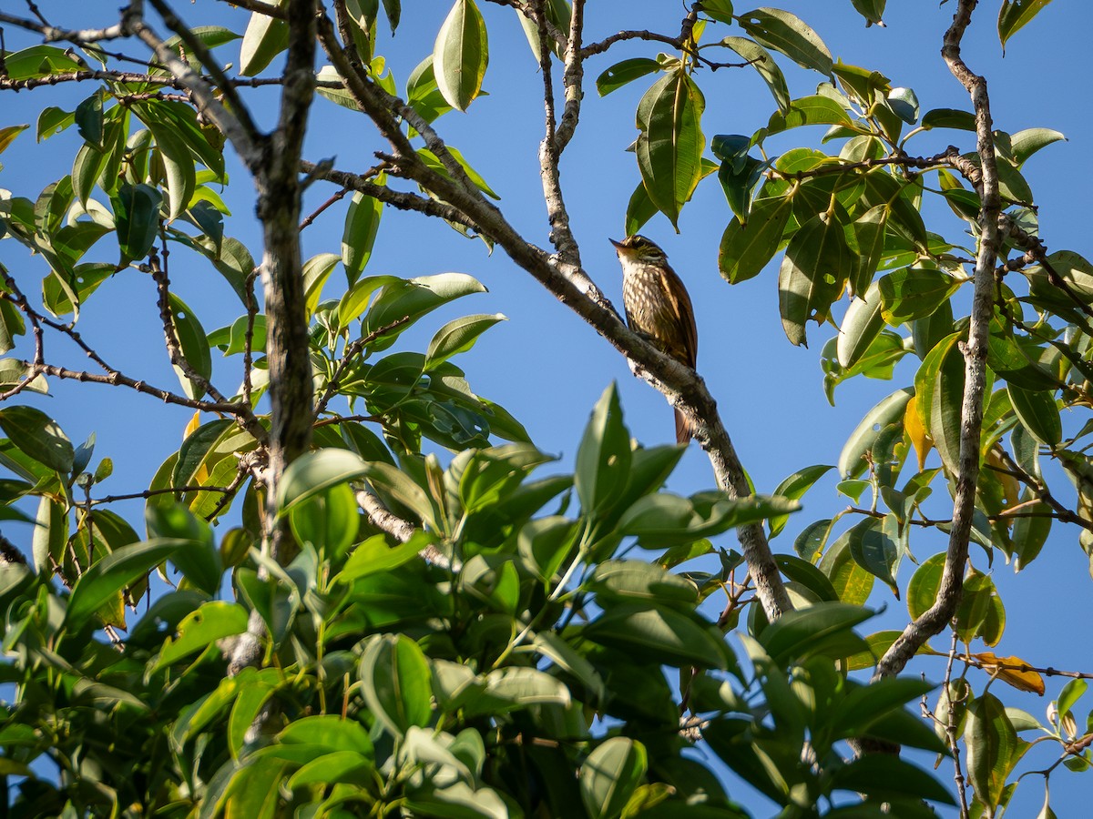 Streaked Xenops - Vitor Rolf Laubé