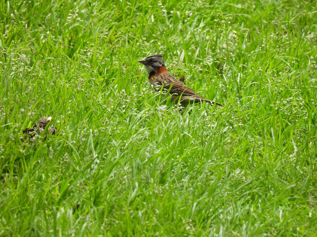 Rufous-collared Sparrow - Harley Gómez Ramírez