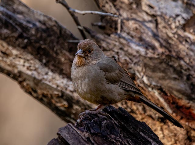 California Towhee - ML619139585