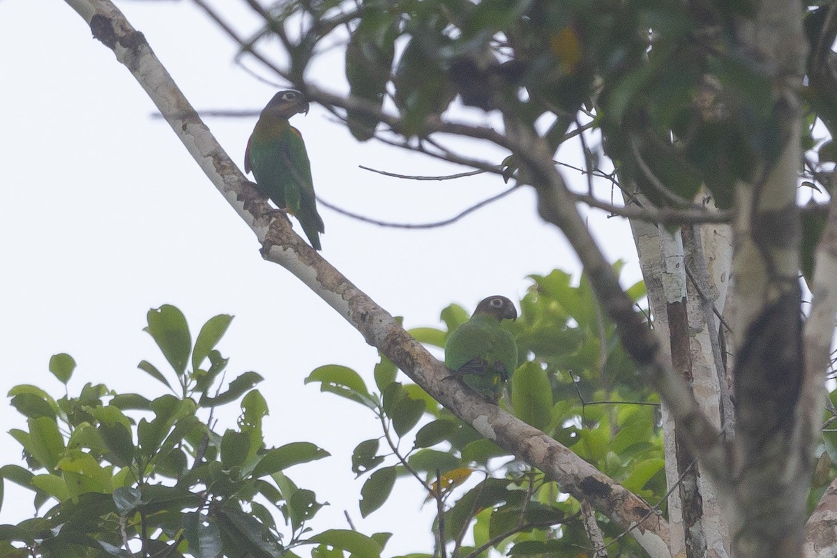 Orange-cheeked Parrot - ML619139587