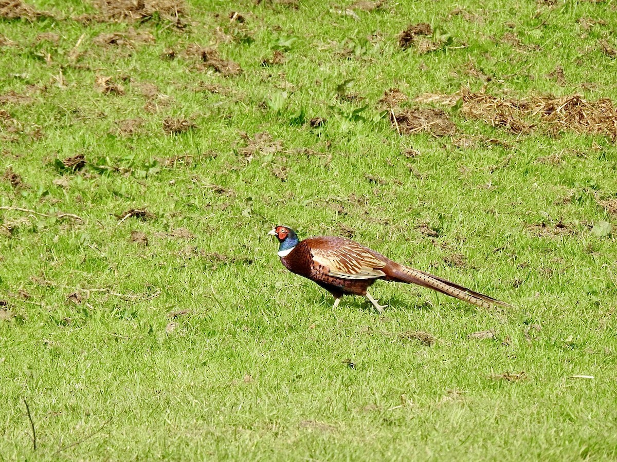 Ring-necked Pheasant - Stephen Bailey