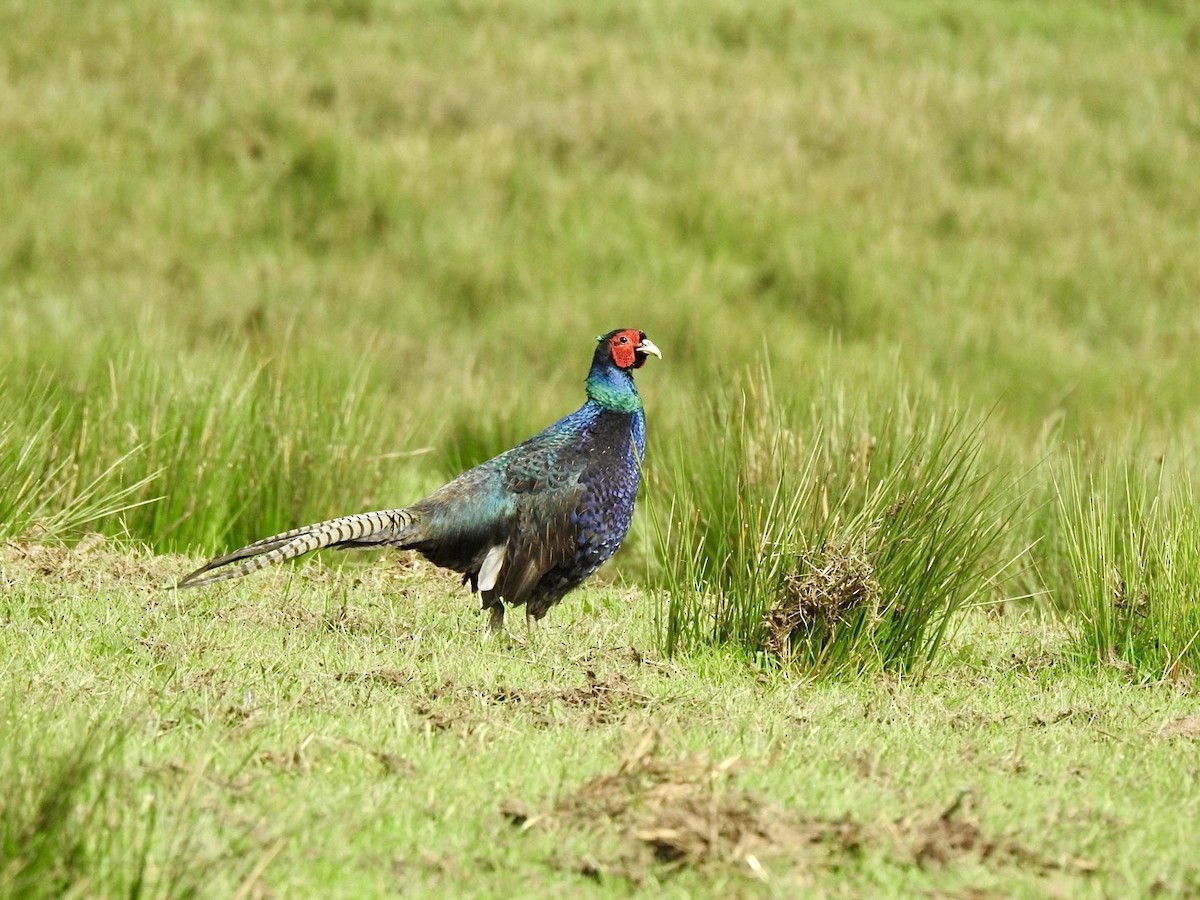 Ring-necked Pheasant - Stephen Bailey