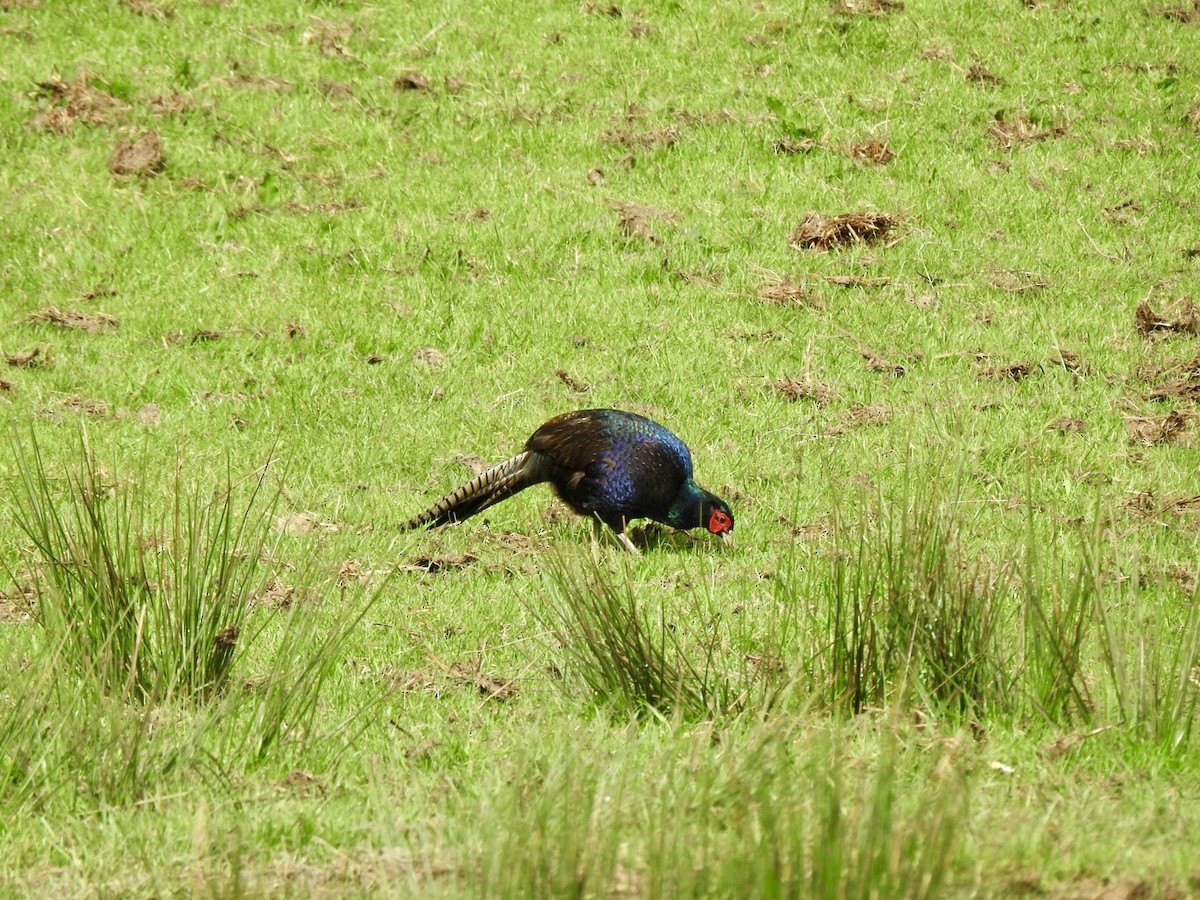 Ring-necked Pheasant - Stephen Bailey