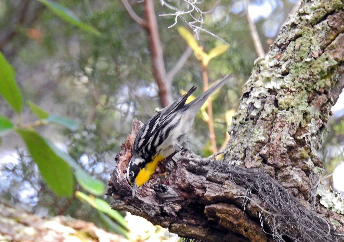 Yellow-throated Warbler - Michael Oliver