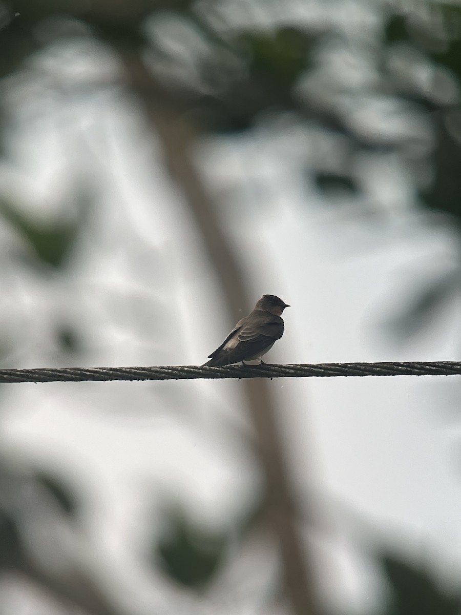 Southern Rough-winged Swallow - Brenda Sánchez