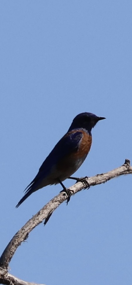 Western Bluebird - Tobias Felbeck