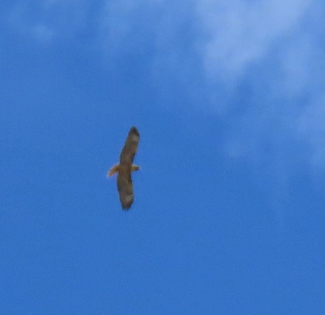 Red-tailed Hawk (calurus/alascensis) - Catherine Hagen