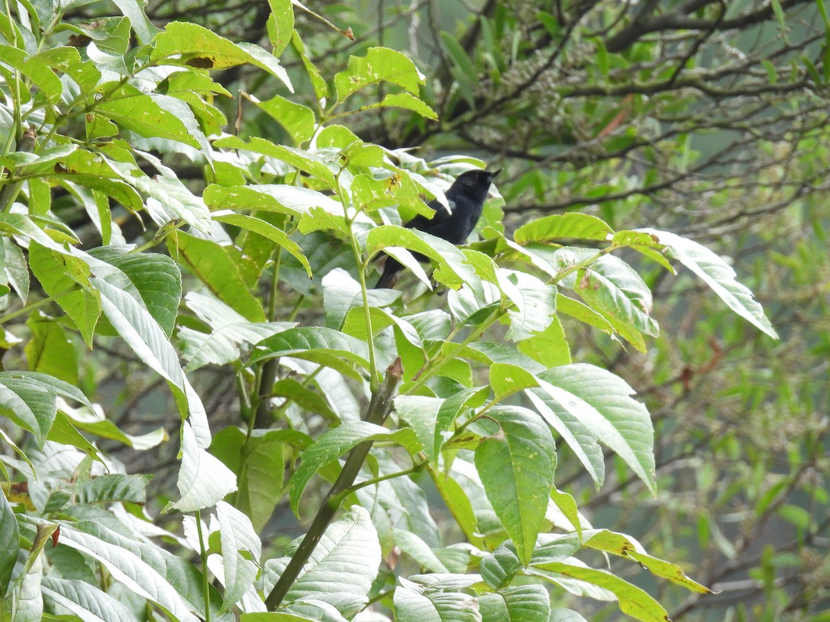 Black Flowerpiercer - Harley Gómez Ramírez