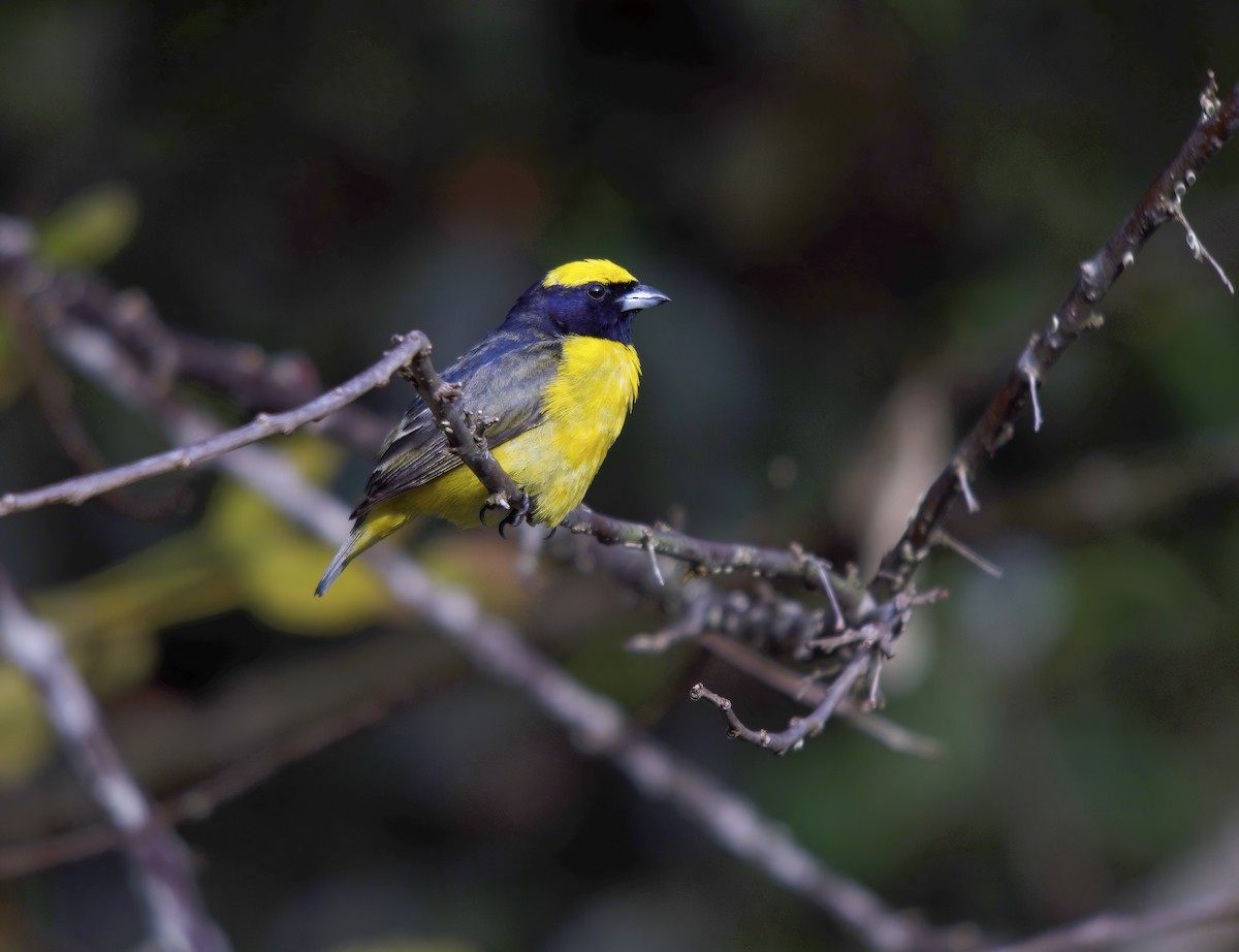 Yellow-crowned Euphonia - Wayne Gillatt