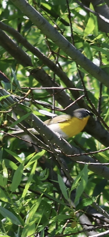 Yellow-breasted Chat - Tobias Felbeck