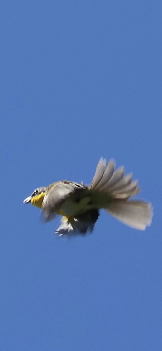 Yellow-breasted Chat - Tobias Felbeck