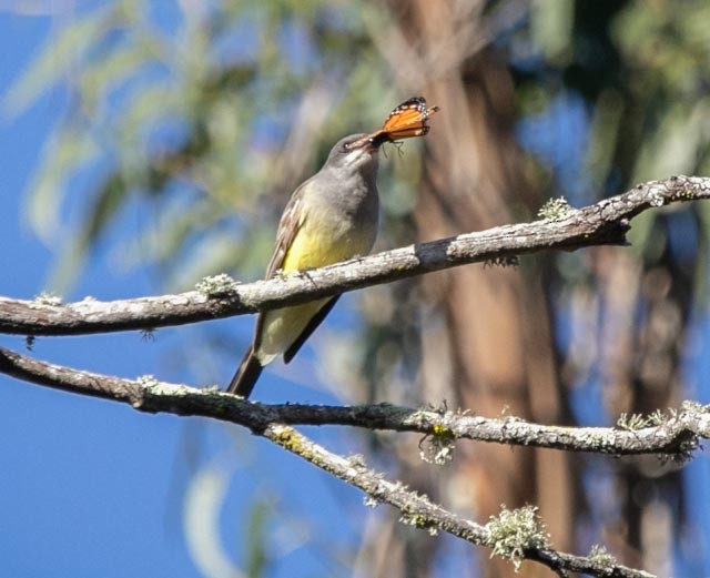 Cassin's Kingbird - ML619139651