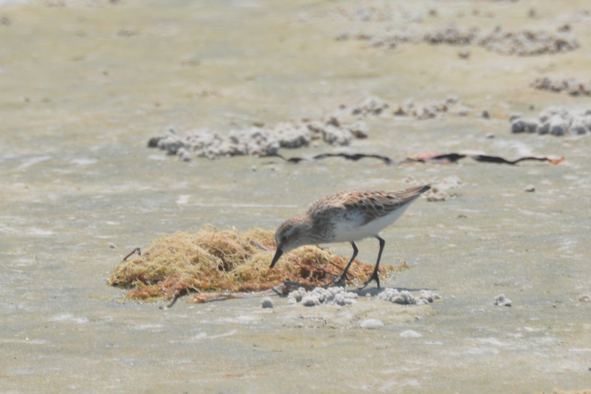 Semipalmated Sandpiper - Tom Bisko