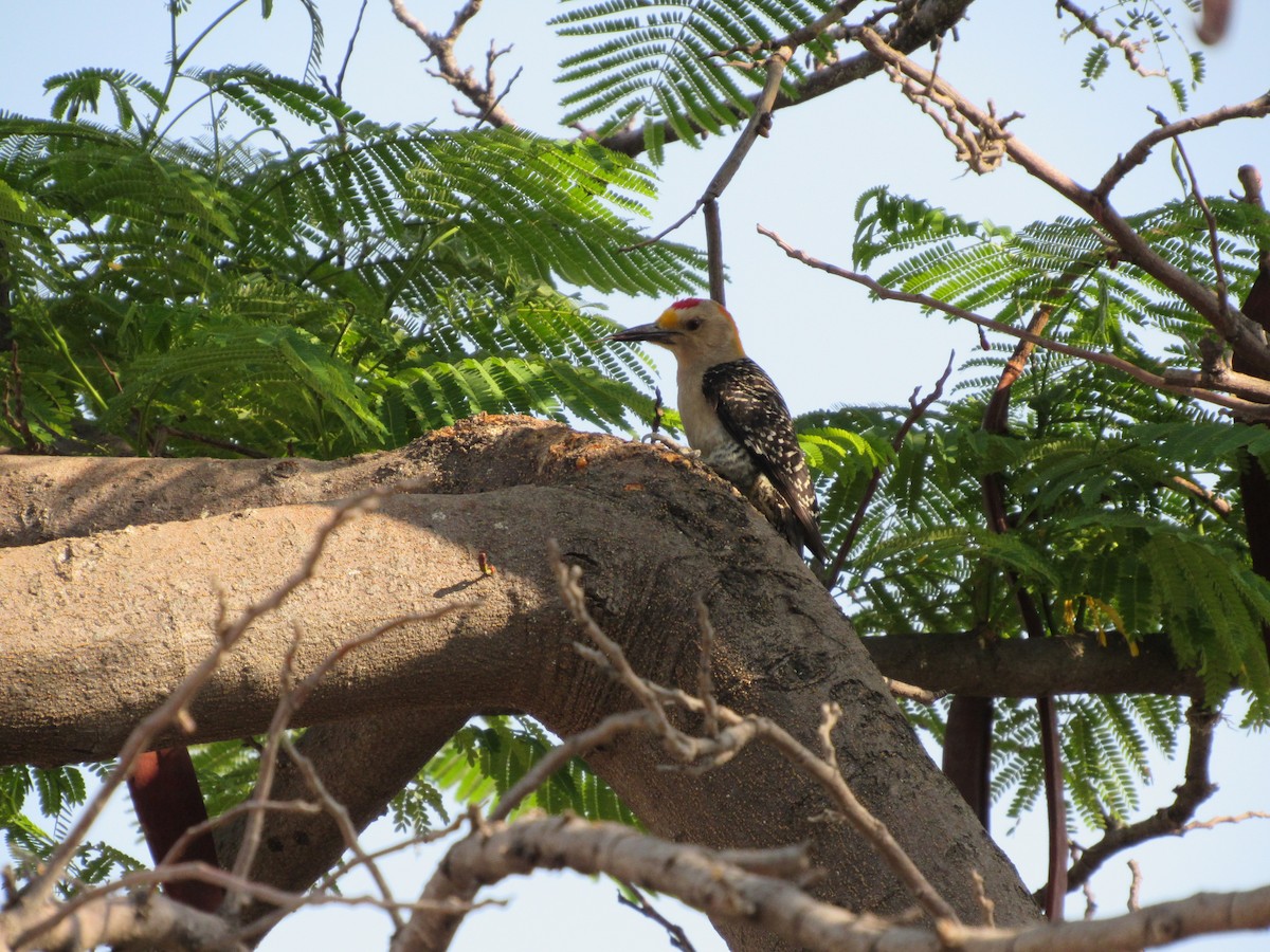 Golden-fronted Woodpecker - ML619139671