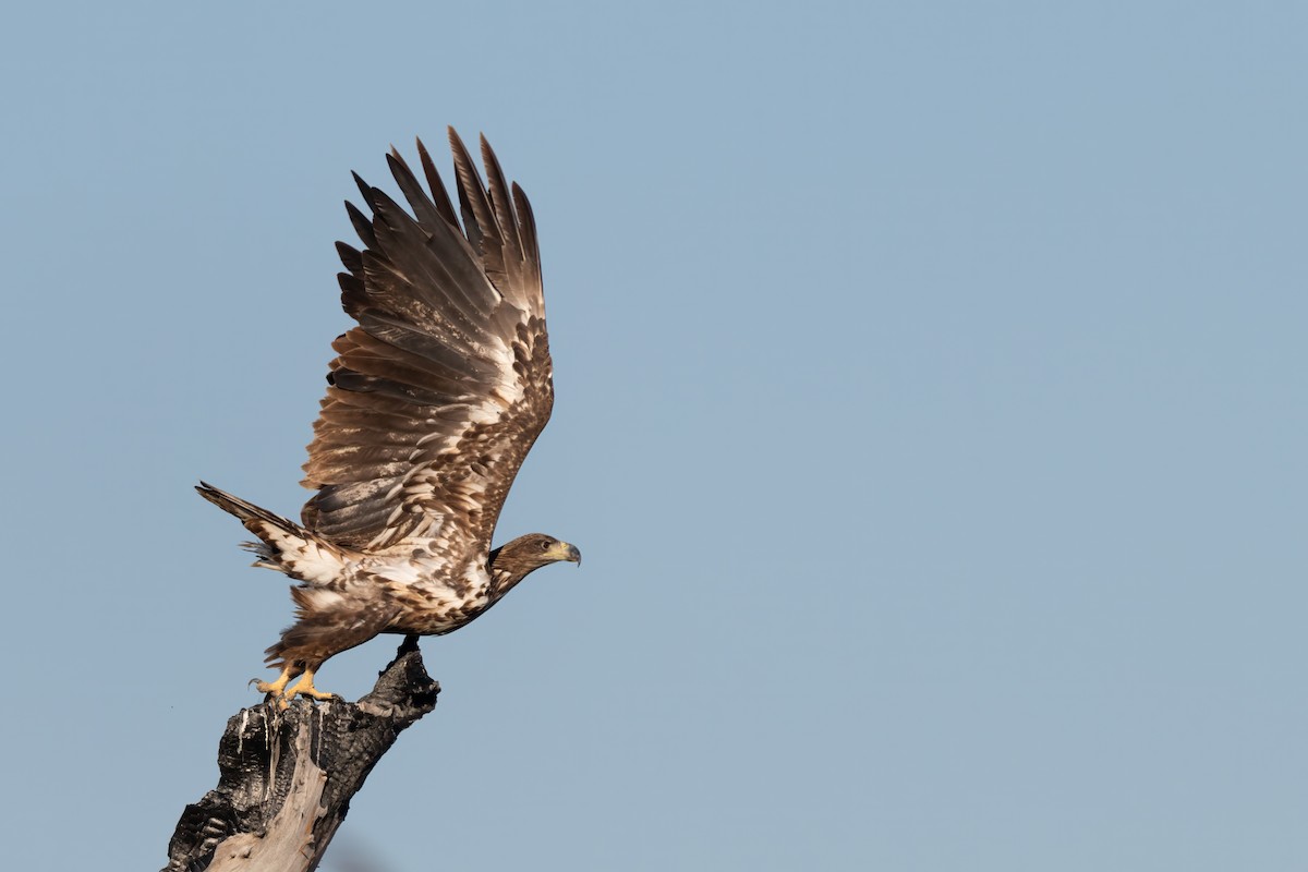 White-tailed Eagle - Matthew Bell