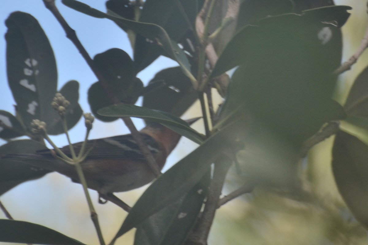Bay-breasted Warbler - ML619139696