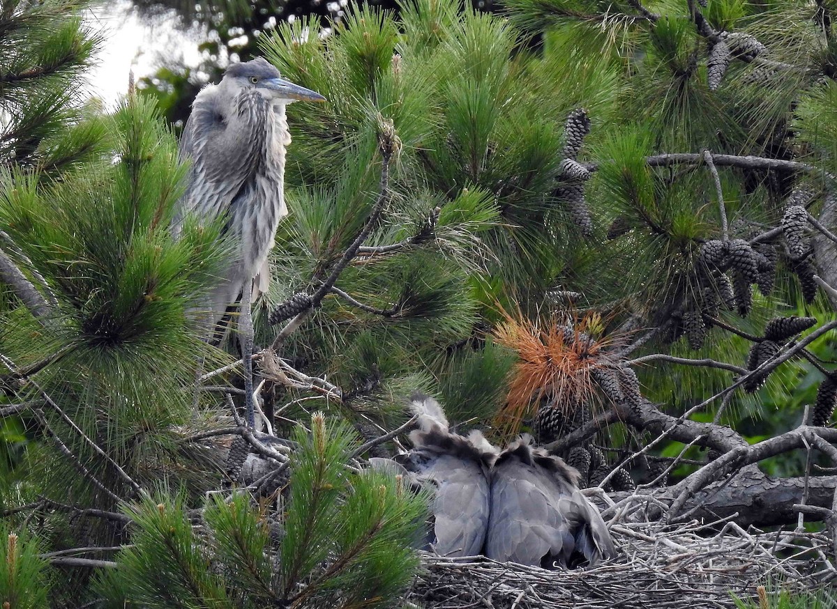 Great Blue Heron - Michael Oliver