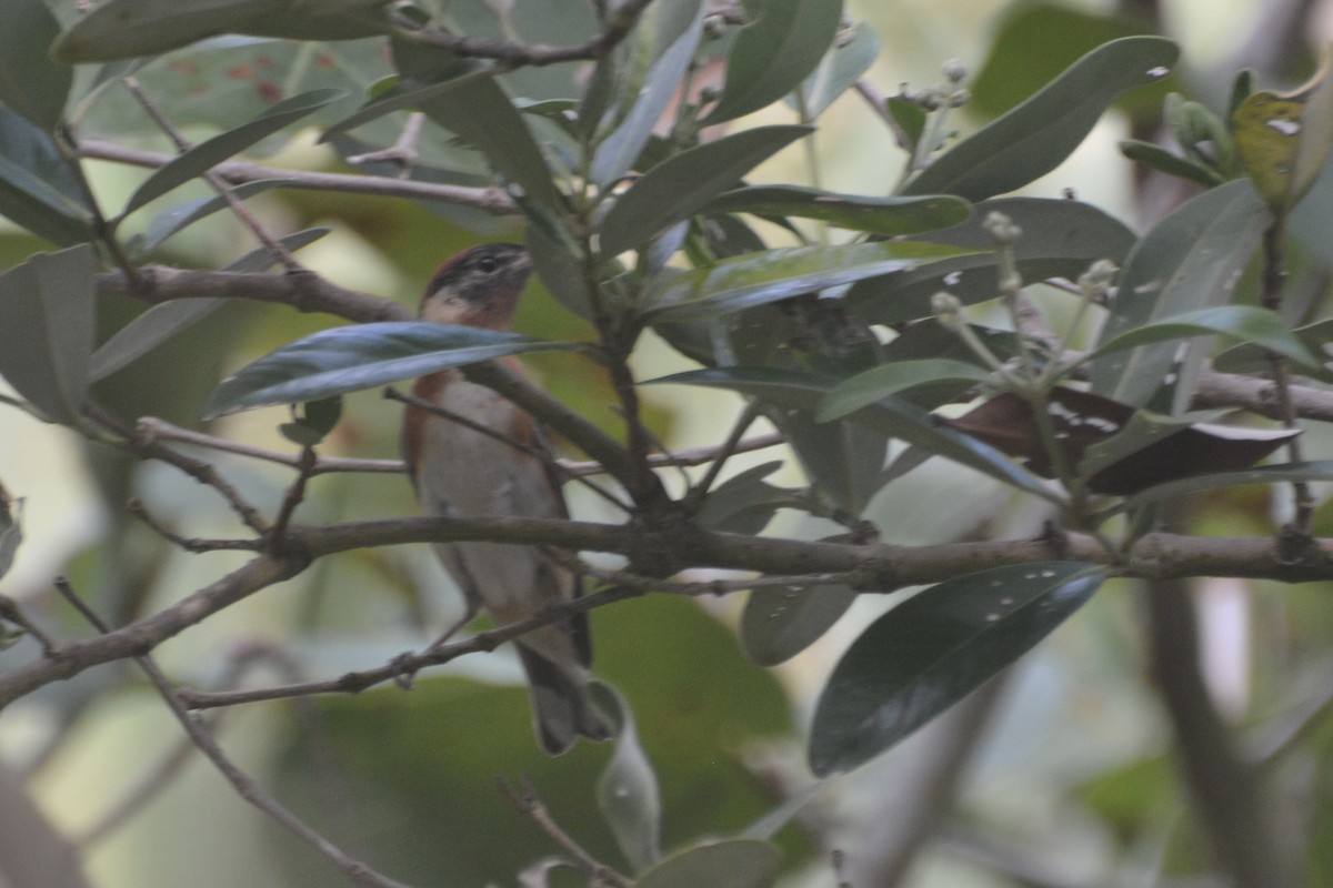 Bay-breasted Warbler - ML619139699