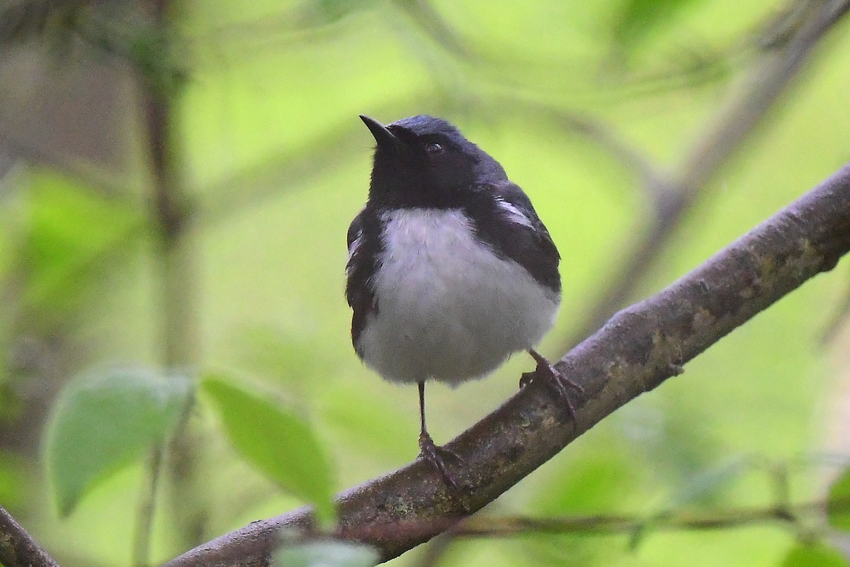 Black-throated Blue Warbler - Aubrey  Robson